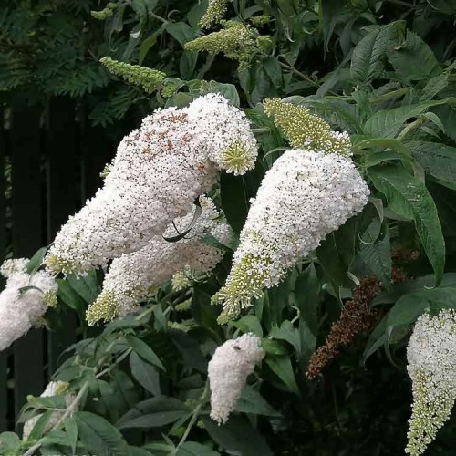 Buddleja White Profusion Bouquet Butterfly Bush | ScotPlants Direct
